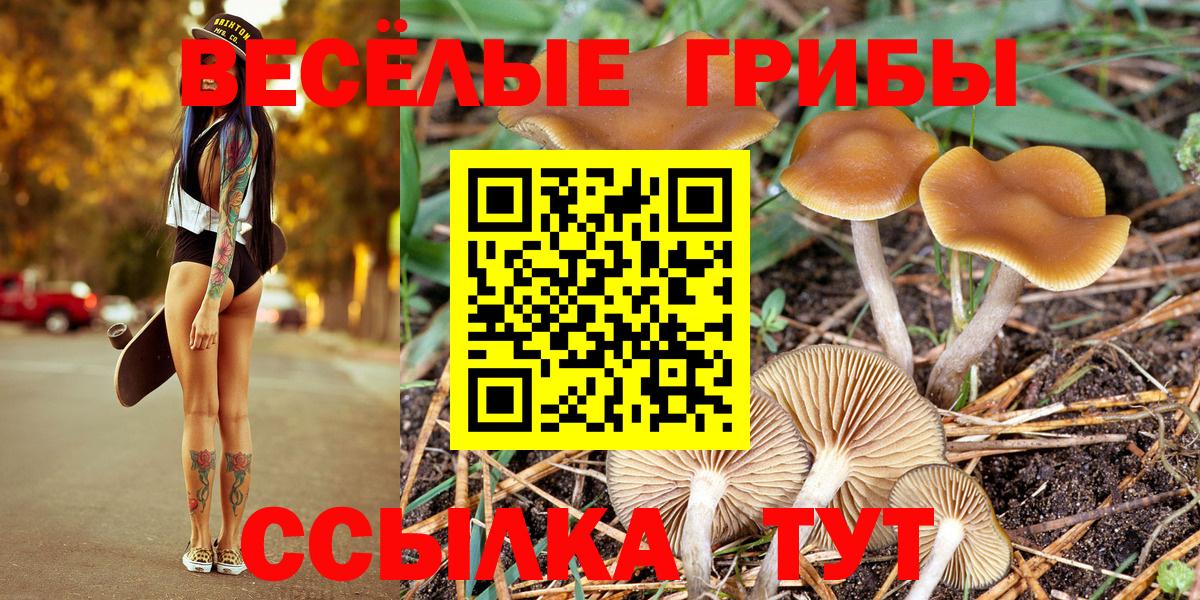 Псилоцибиновые грибы Psilocybine cubensis Сертолово